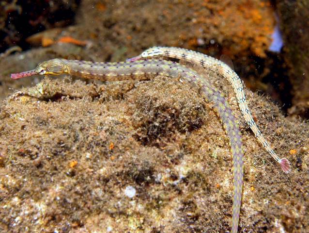 Corythoichthys haematopterus